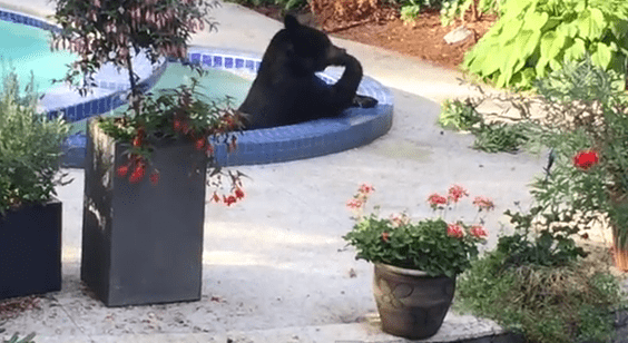 COUPLE CAME BACK HOME AND FOUND A BEAR IN THEIR SWIMMING POOL!!! (VIDEO)