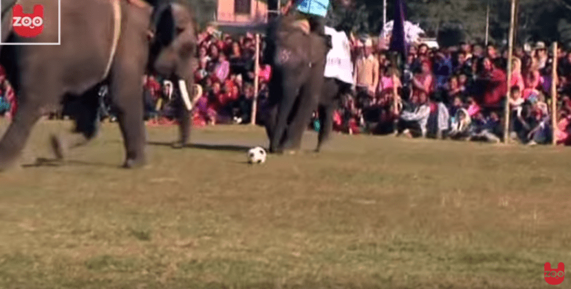 ELEPHANTS ARE PLAYING SOCCER (VIDEO)